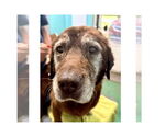 Small #2 Labrador Retriever