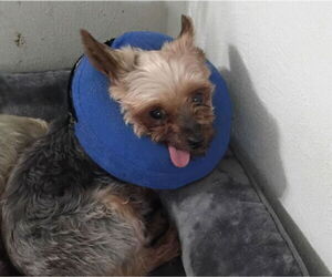 Mutt Dogs for adoption in Spring, TX, USA