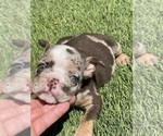 Small Photo #20 Bulldog Puppy For Sale in LOS ANGELES, CA, USA