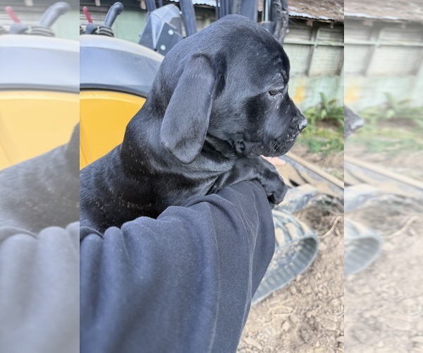 Medium Photo #7 Cane Corso Puppy For Sale in HILLSBORO, OR, USA