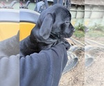 Small #6 Cane Corso