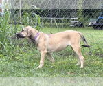 Small #21 Anatolian Shepherd-Rhodesian Ridgeback Mix