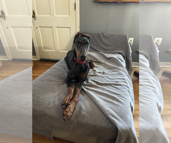 Medium Photo #8 Doberman Pinscher Puppy For Sale in Buffalo, MN, USA