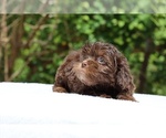 Small #13 ShihPoo