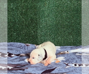 Medium Dalmatian