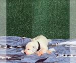 Puppy 4 Dalmatian