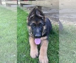 Small Photo #5 German Shepherd Dog Puppy For Sale in BLUFFTON, IN, USA
