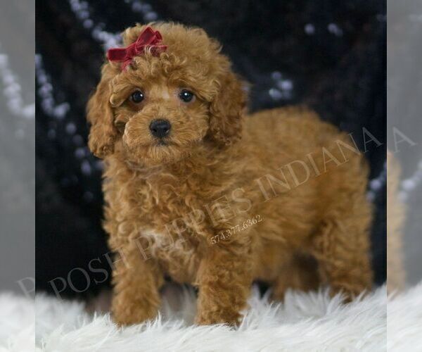 Medium Photo #108 Poodle (Miniature) Puppy For Sale in WARSAW, IN, USA