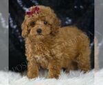Small Photo #108 Poodle (Miniature) Puppy For Sale in WARSAW, IN, USA