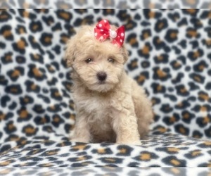 Poodle (Miniature)-YorkiePoo Mix Puppy for sale in LAKELAND, FL, USA
