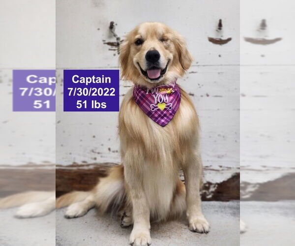 Medium Photo #9 Golden Retriever Puppy For Sale in West Hollywood, CA, USA