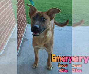 Mutt Dogs for adoption in Woodbury, NY, USA