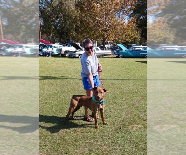 Medium Photo #9 Labrador Retriever-Unknown Mix Puppy For Sale in Monticello, MS, USA