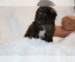 Small #6 Poodle (Toy)
