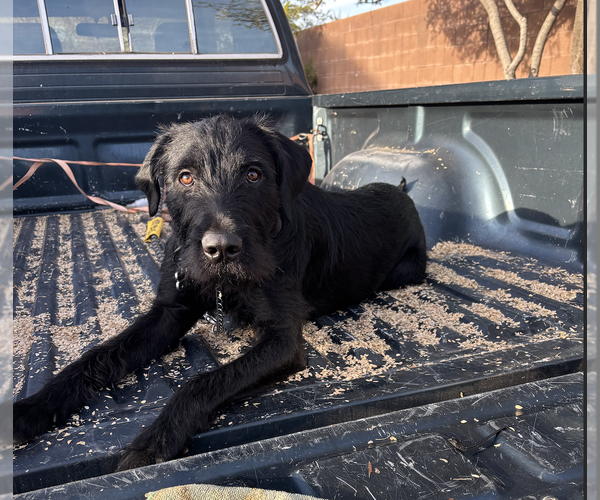 Medium Photo #1 German Wirehaired Pointer-Unknown Mix Puppy For Sale in Chandler, AZ, USA
