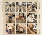 Small Photo #1 Double Doodle Puppy For Sale in PINELLAS PARK, FL, USA