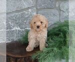 Small #2 Poodle (Miniature)