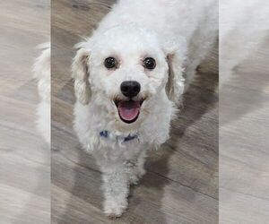 Bichon Frise Dogs for adoption in Lee's Summit, MO, USA