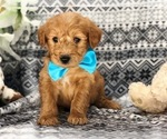 Small Photo #5 Labradoodle Puppy For Sale in CLAY, PA, USA