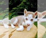 Small Photo #3 Siberian Husky Puppy For Sale in DANBY, VT, USA