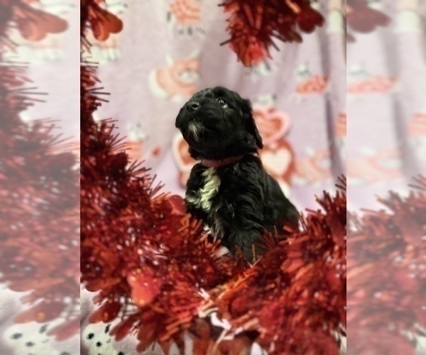 Medium Photo #3 Portuguese Water Dog Puppy For Sale in SWARTZ CREEK, MI, USA