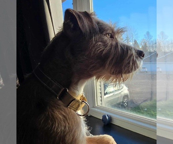 Medium Photo #3 Mutt Puppy For Sale in Duluth, MN, USA