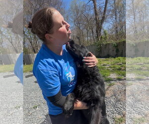 Golden Shepherd Dogs for adoption in Thomasville, NC, USA