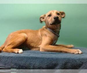 Shepradors Dogs for adoption in Downey, CA, USA