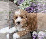 Small #3 Coton de Tulear-Poodle (Toy) Mix