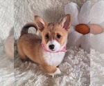 Small Photo #17 Pembroke Welsh Corgi Puppy For Sale in ARROYO GRANDE, CA, USA
