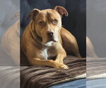Small #1 Boxer-Staffordshire Bull Terrier Mix