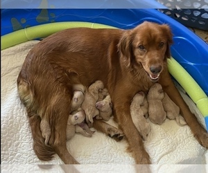 Mother of the Goldendoodle puppies born on 04/09/2022