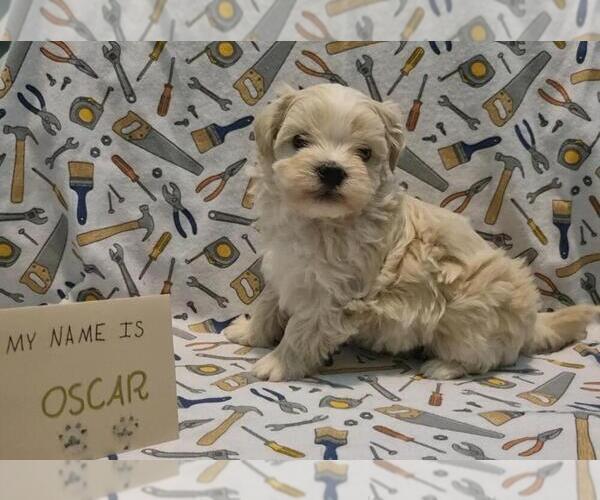 Medium Photo #3 Maltipoo (Miniature) Puppy For Sale in BROOKFIELD, MO, USA