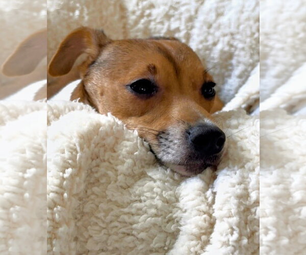 Medium Photo #4 Jack Chi Puppy For Sale in Rockaway, NJ, USA