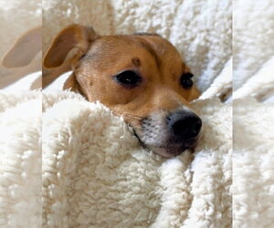 Lima Sussex - Male Jack Chi Dog for Adoption - Photo #4