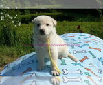 Small #14 German Shepherd Dog