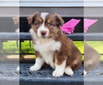 Small Photo #8 Miniature Australian Shepherd Puppy For Sale in O NEALS, CA, USA