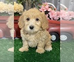 Image preview for Ad Listing. Nickname: Macy Maltipoo