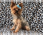 Small Photo #6 Yorkshire Terrier Puppy For Sale in LAKELAND, FL, USA