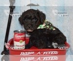 Small Photo #12 Australian Shepherd-Poodle (Toy) Mix Puppy For Sale in SANGER, TX, USA