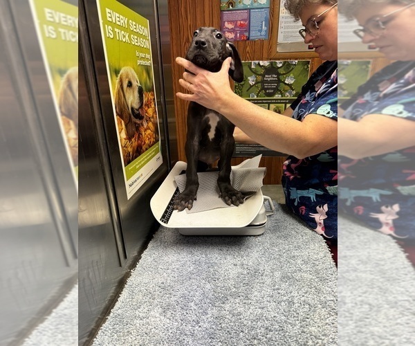 Medium Photo #16 Great Dane Puppy For Sale in ALIQUIPPA, PA, USA