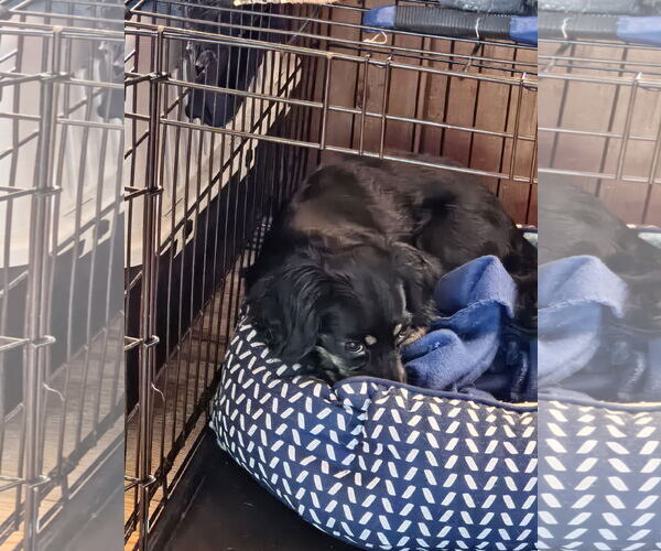 Medium Photo #10 Markiesje-Spaniel Mix Puppy For Sale in Oakhurst, NJ, USA