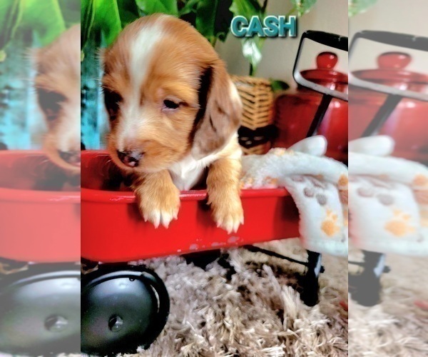 Medium Photo #12 Dachshund Puppy For Sale in THORNTON, CO, USA
