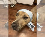 Small #20 Bullypit