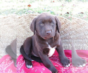 Labradoodle-Labrador Retriever Mix Puppy for sale in RUTHERFORDTON, NC, USA