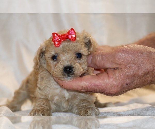 Medium Photo #10 Poodle (Toy) Puppy For Sale in DYERSBURG, TN, USA