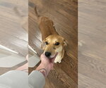 Small #5 Toy Rat Doxie