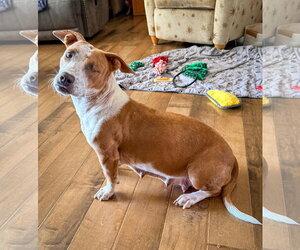 Mutt Dogs for adoption in San Diego, CA, USA