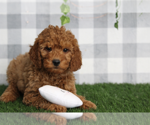 Medium Photo #1 Goldendoodle (Miniature) Puppy For Sale in MARIETTA, GA, USA