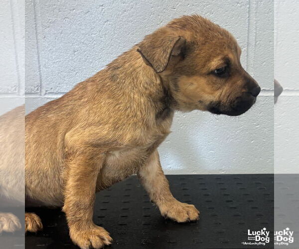 Medium Photo #2 Mutt Puppy For Sale in Washington, DC, USA